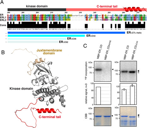 PNAS: Preventing inappropriate signals pre- and post-ligand perception by a toggle switch mechanism of ERECTA (2025) | Publications from The Sainsbury Laboratory | Scoop.it
