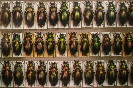 Dijon : panier de carabes au Jardin des sciences | Vari&eacute;t&eacute;s entomologiques | Scoop.it