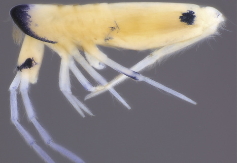 Collemboles : Trois esp&egrave;ces nouvelles de Madagascar | EntomoNews | Scoop.it