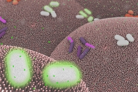 Researchers develop basic computing elements for bacteria | Amazing Science | Scoop.it