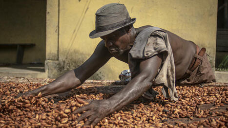 GHANA: se préparer à une campagne de cacao anticipée  | Revue de presse - Club DEMETER | Scoop.it