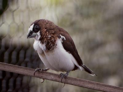 Songbirds' learning hub in brain offers insight into motor control | Science News | Scoop.it