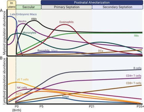 The immune system in postnatal lung development | St&eacute;phane Paul | Mucosal Immunity | Scoop.it