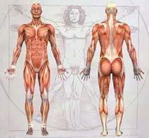 Anatomy Diagram of Human Body - Animated Muscle Anatomy and Physiology | Simulation in Health Sciences Education | Scoop.it