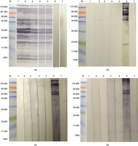 Antigenic cross‐reactivity between Schistosoma mansoni and peanut: a role for cross‐reactive carbohydrate determinants (CCDs) and implications for the hygiene hypothesis | Allergy (and clinical immunology) | Scoop.it