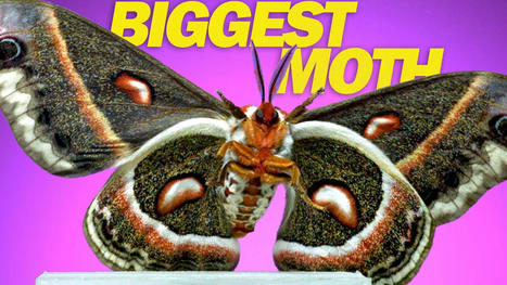Neuf papillons de nuit et une phrygane en vol au ralenti ! Tous ces insectes ont été filmés à 6 000 images par seconde et ce que vous voyez est lu à 30 images par seconde | Variétés entomologiques | Scoop.it