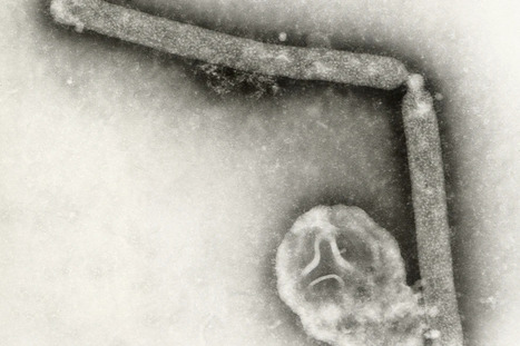 BRAZIL: first bird flu outbreak in a commercial poultry farm | Revue de presse - Club DEMETER | Scoop.it
