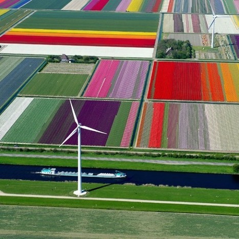 Aerial photographs of tulip fields in the Netherlands, by Normann Szkop | 1001 Gardens | 1001 Gardens ideas ! | Scoop.it