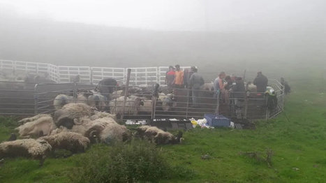 Lundi 14 octobre les agriculteurs vont manifester à Tarbes contre l’ours   | Vallées d'Aure & Louron - Pyrénées | Scoop.it