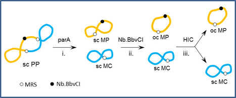 Purification of Minicircles by a Nicking Endonuclease-Assisted Method | iBB | Scoop.it