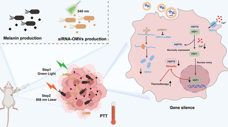 Optogenetically Regulated siRNA Synthesis and Outer Membrane Vesicle-Mediated Delivery by Engineered Bacteria | asb | RMH | Scoop.it