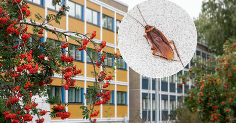 Kackerlackor kröp runt i studentbostad i Åbo | Åboland | 1Uutiset - Lukemisen tähden | Scoop.it