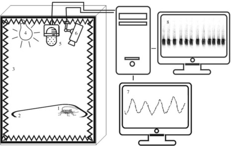 La pollution lumineuse a un impact sur l'horloge biologique du grillon et sur son comportement de stridulation, pouvant ainsi perturber les processus de reproduction | EntomoNews | Scoop.it