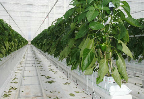 Dossier • Cultures sous serre, toujours en quête d’innovation | HORTICULTURE | Scoop.it