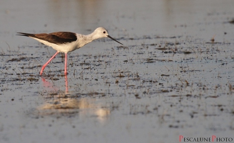 Echasse blanche (Himantopus himantopus), Black-winged Stilt | Camargue Nature | Scoop.it