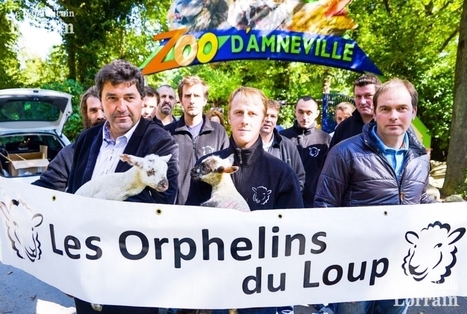 Loup : des &eacute;leveurs ovins s&rsquo;invitent au zoo d'Amn&eacute;ville | Loup | Scoop.it