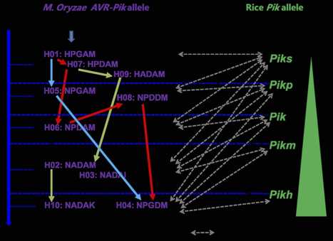 bioRxiv: Novel haplotypes and networks of AVR-Pik alleles in Magnaporthe oryzae (2018) | Plants and Microbes | Scoop.it