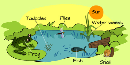 What is an ecosystem? | #Sustainability #nature #gardening | Educación y TIC | Scoop.it