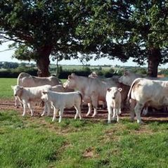 Viande bovine : une conjoncture 2017 en demi-teinte | La Gazette des abattoirs | Scoop.it