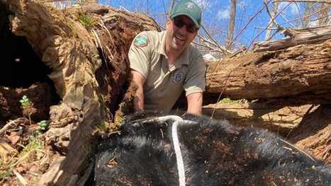 500-pound black bear living near Tennessee university relocated by wildlife officials | Industry 411 - Waste Management | Scoop.it