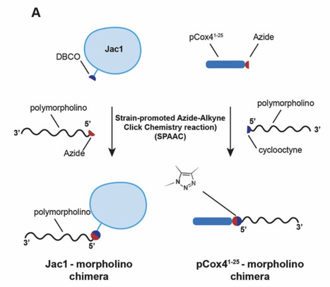 Silencing mitochondrial gene expression in living cells | SynBioFromLeukipposInstitute | Scoop.it