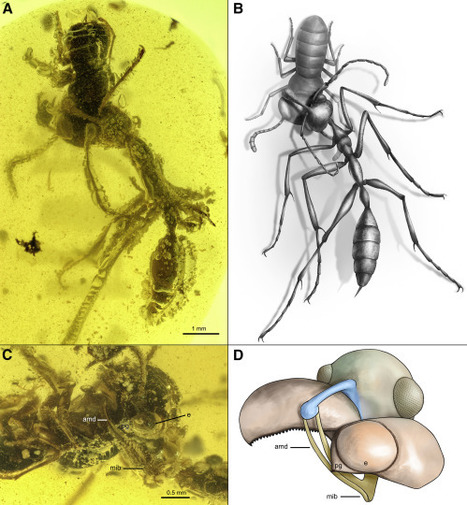 Une "fourmi infernale" piégée depuis 99 millions d'années avec sa proie dans de l'ambre | EntomoNews | Scoop.it