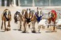 Mystery disease sickens greyhounds at La Marque track | Greyhound Racing | Scoop.it