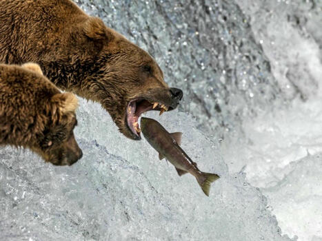 En Alaska, les ours rempilent pour leur concours de poids lourds | Biodiversité - @ZEHUB on Twitter | Scoop.it