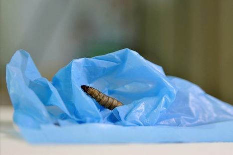 Une larve pour lutter contre la pollution des plastiques ? | CIHEAM Press Review | Scoop.it