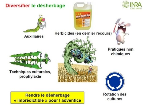 Glyphosate : r&eacute;flexions pr&eacute;-interdiction | EntomoNews | Scoop.it