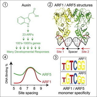 Cell - Structural Basis for DNA Binding Specificity by the Auxin-Dependent ARF Transcription Factors | Plant and Seed Biology | Scoop.it