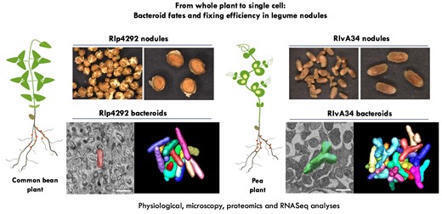 Developmental fates and N2-fixing efficiency of terminally-differentiated versus undifferentiated bacteroids from legume nodules | Plant-Microbe Symbiosis | Scoop.it