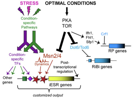 Twenty-Five Years of the Environmental Stress Response and the Enduring Power of Yeast in Stress Biology | RMH | Scoop.it
