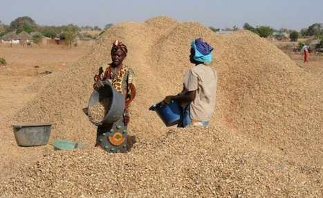 Des paysans déboussolés bradent  leur arachide pour faire face aux urgences | Questions de développement ... | Scoop.it