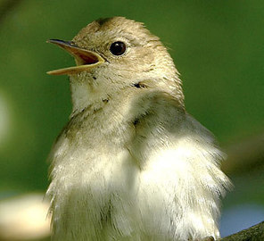 BirdLife Suomi - Lintuharrastajan vuodenkierto | 1Uutiset - Lukemisen tähden | Scoop.it