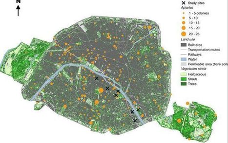 Arrêtez de mettre des ruches partout ! | GREENEYES | Scoop.it