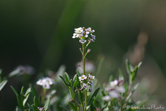 Flore de Camargue: Lobularia maritima, Alysson maritime | Camargue Nature | Scoop.it