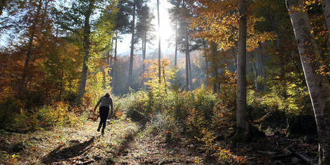 L’Office national des forêts en pleine crise | Veille territoriale AURH | Scoop.it