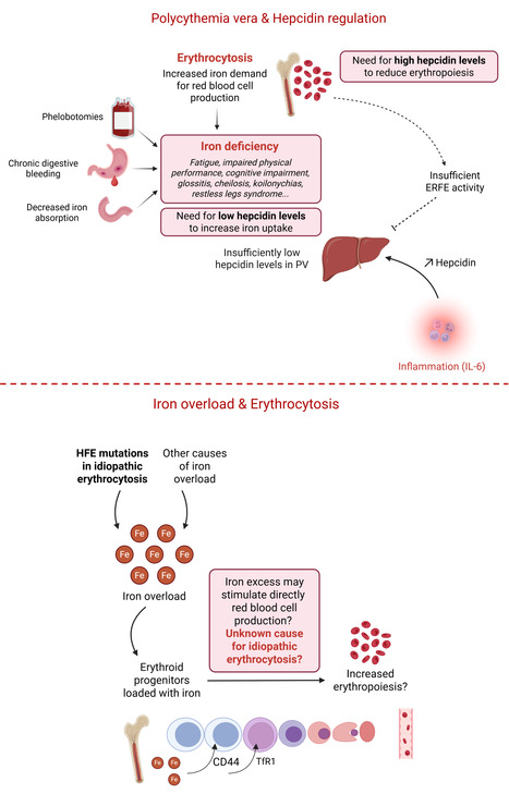 Fer et polyglobulie : une relation complexe | Life Sciences Universit&eacute; Paris-Saclay | Scoop.it
