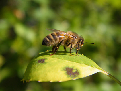 Quand un pathogène et un insecticide se liguent contre l'abeille | EntomoNews | Scoop.it