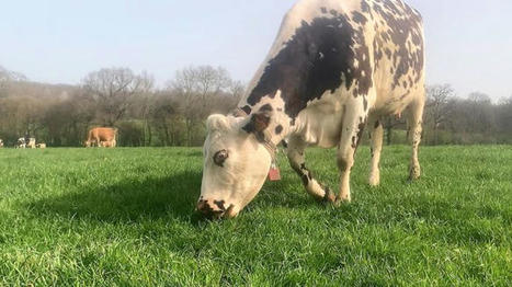 Pâturage tournant sur 10 jours en bovins lait dans le cadre de Tripl'XL | Actualités de l'élevage | Scoop.it