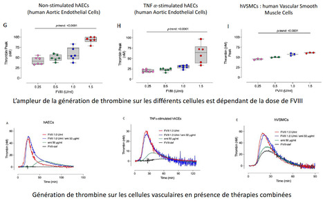 Les cellules vasculaires comme support de la génération de thrombine d’un plasma hémophile A en présence de FVIII et/ou d’emicizumab | Life Sciences Université Paris-Saclay | Scoop.it