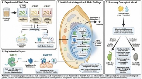 Long&eacute;vit&eacute; des semences de riz : le r&ocirc;le cl&eacute; des mitochondries et du m&eacute;tabolisme de l&rsquo;acide gamma-aminobutyrique (GABA) | Life Sciences Universit&eacute; Paris-Saclay | Scoop.it