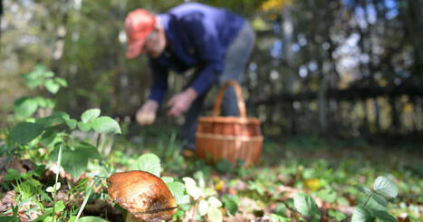 Consommation. Cèpes, girolles, morilles... Quels sont les champignons à ne pas confondre en cueillette ? | Biodiversité - @ZEHUB on Twitter | Scoop.it