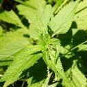 La santé par la phyto : les orties - Blog Bio, Santé, Beauté | Santé par les plantes | Scoop.it