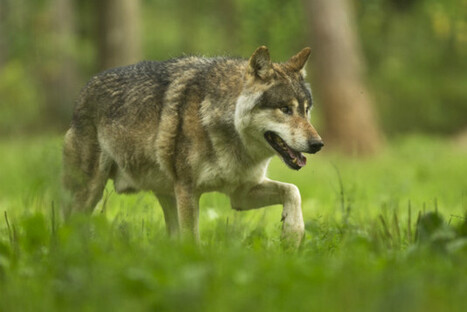 M&eacute;nerval Quand les loups envahissaient le Pays de Bray&hellip; | Loup | Scoop.it