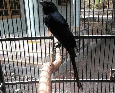 Harga Burung Srigunting Hitam Saeran Dan Jenis