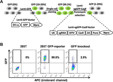 Different Effects of sgRNA Length on CRISPR-mediated Gene Knockout Efficiency | Vectorology - GEG Tech top picks | Scoop.it