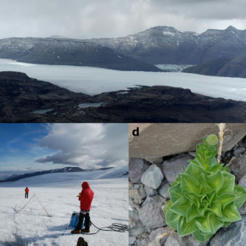 Disparition du plus grand glacier français d’ici 2100 aux Kerguelen | Histoires Naturelles | Scoop.it