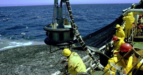 Dans l'UE, la pêche minotière a encore de beaux jours devant elle ! | HALIEUTIQUE MER ET LITTORAL | Scoop.it